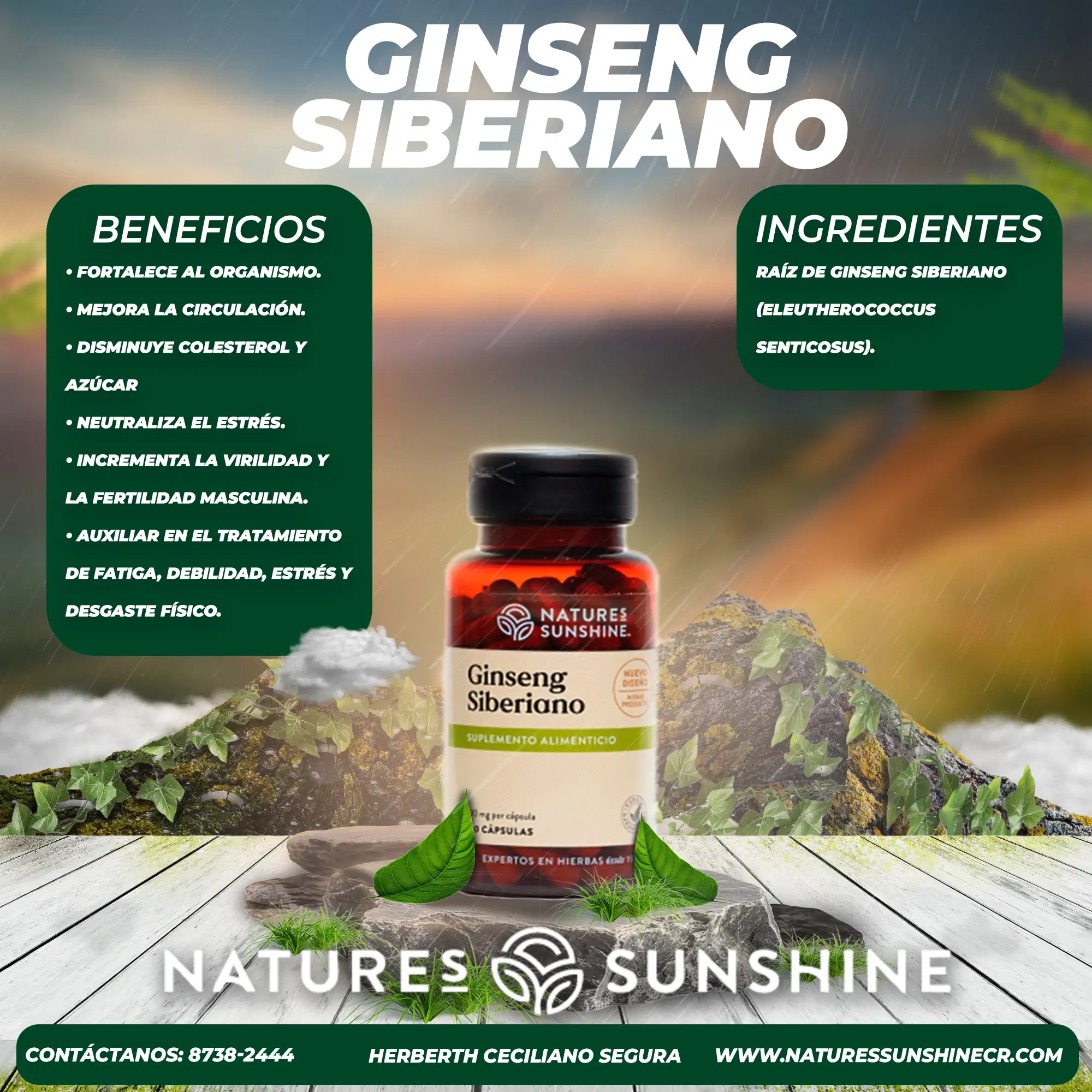 ginseng siberiano