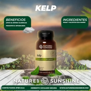 kelp